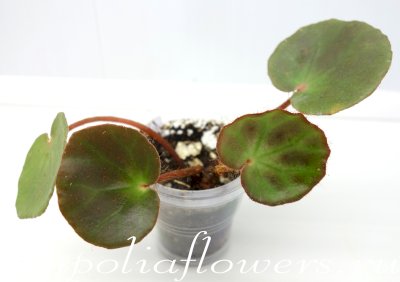 Бегония Nahangensis